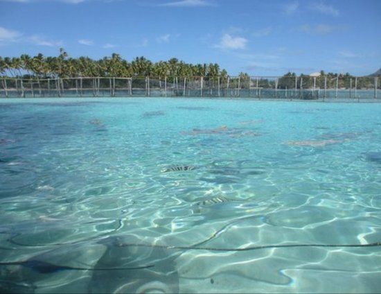 Lagoonarium de Bora Bora